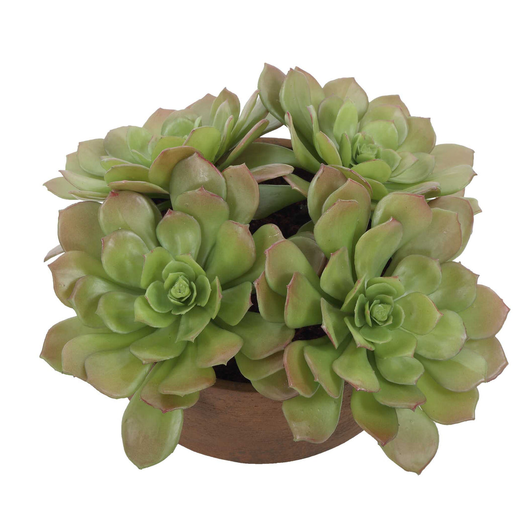 Sable Succulent Accent in Pot