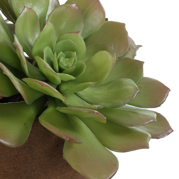 Sable Succulent Accent in Pot