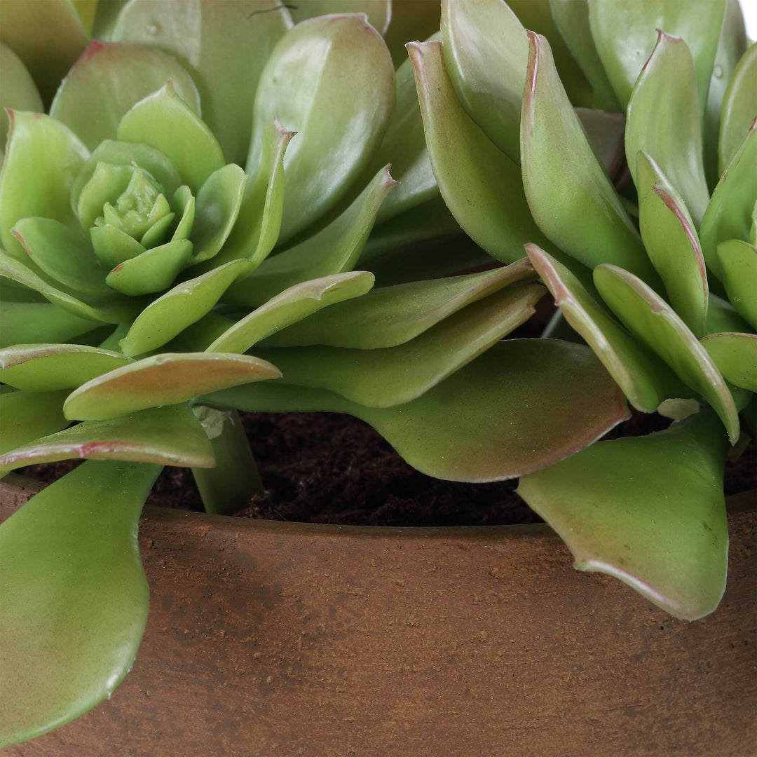 Sable Succulent Accent in Pot