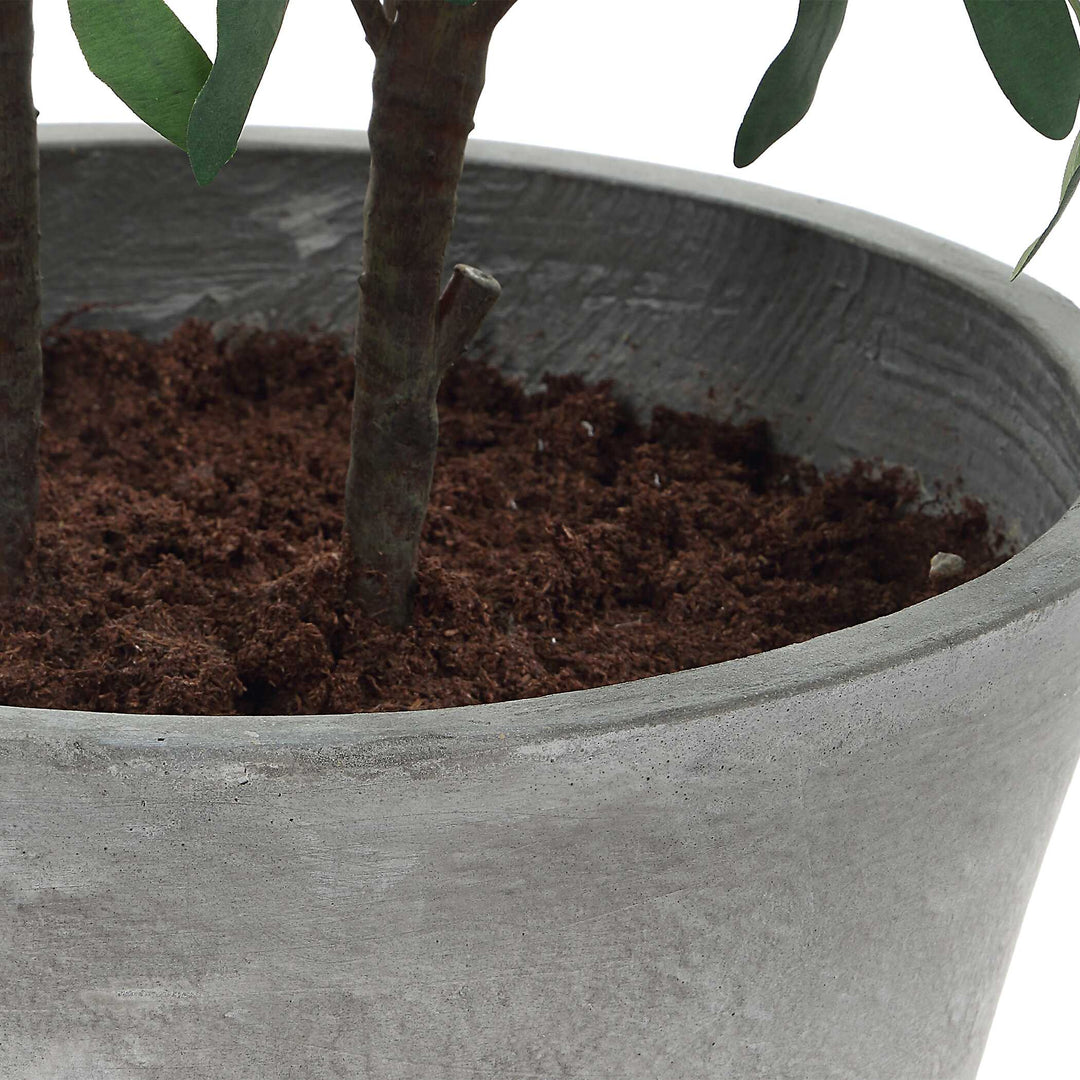 Marisol Potted Olive Plant