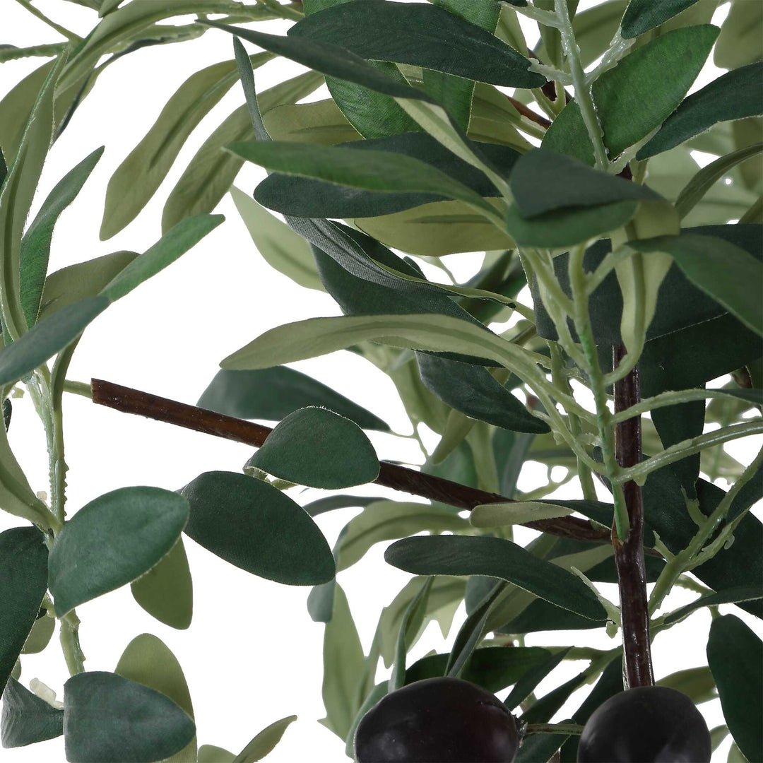 Sonora Olive Tree in Planter