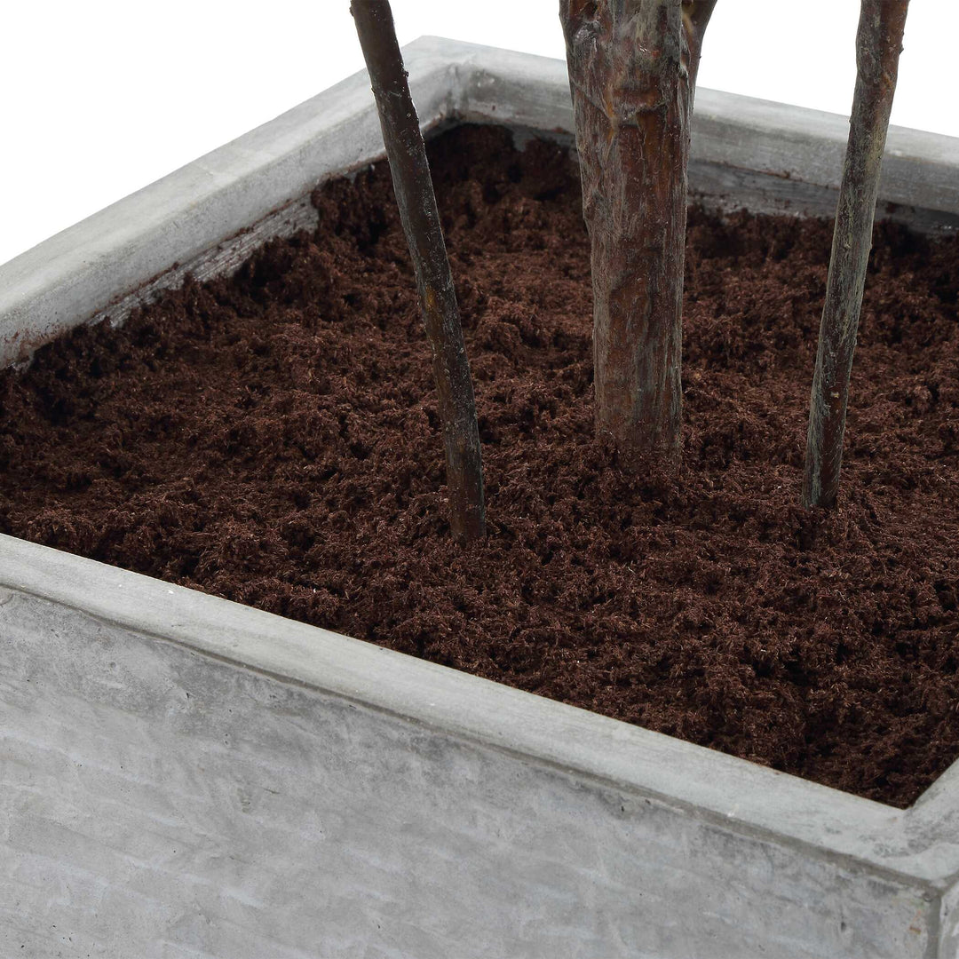 Sonora Olive Tree in Planter