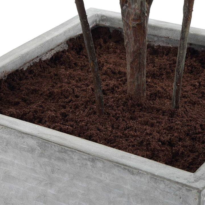 Sonora Olive Tree in Planter