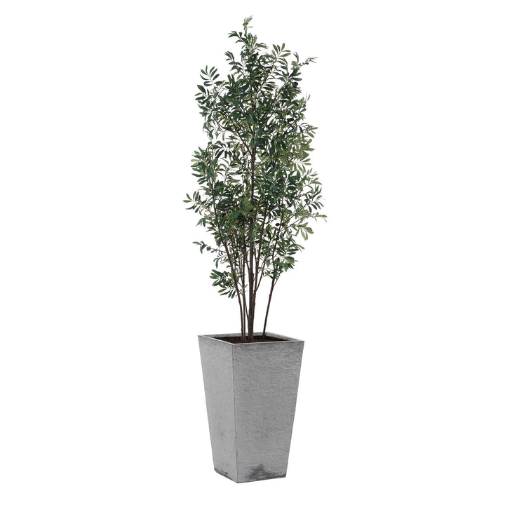 Sonora Olive Tree in Planter