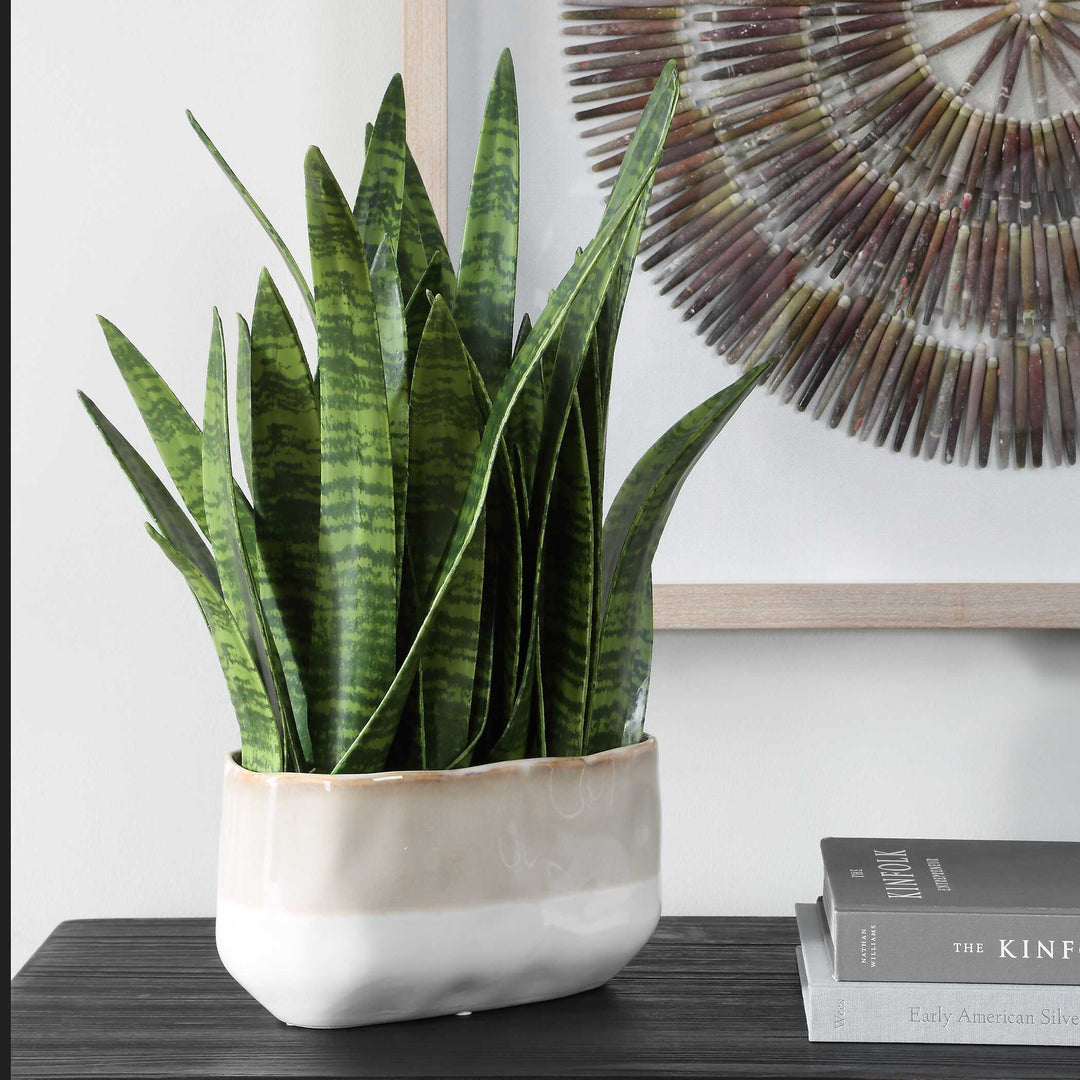 Sansera Snake Accent Plant
