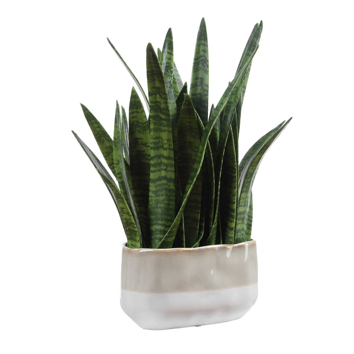 Sansera Snake Accent Plant