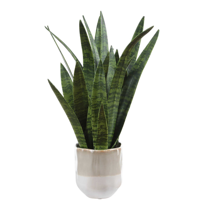 Sansera Snake Accent Plant