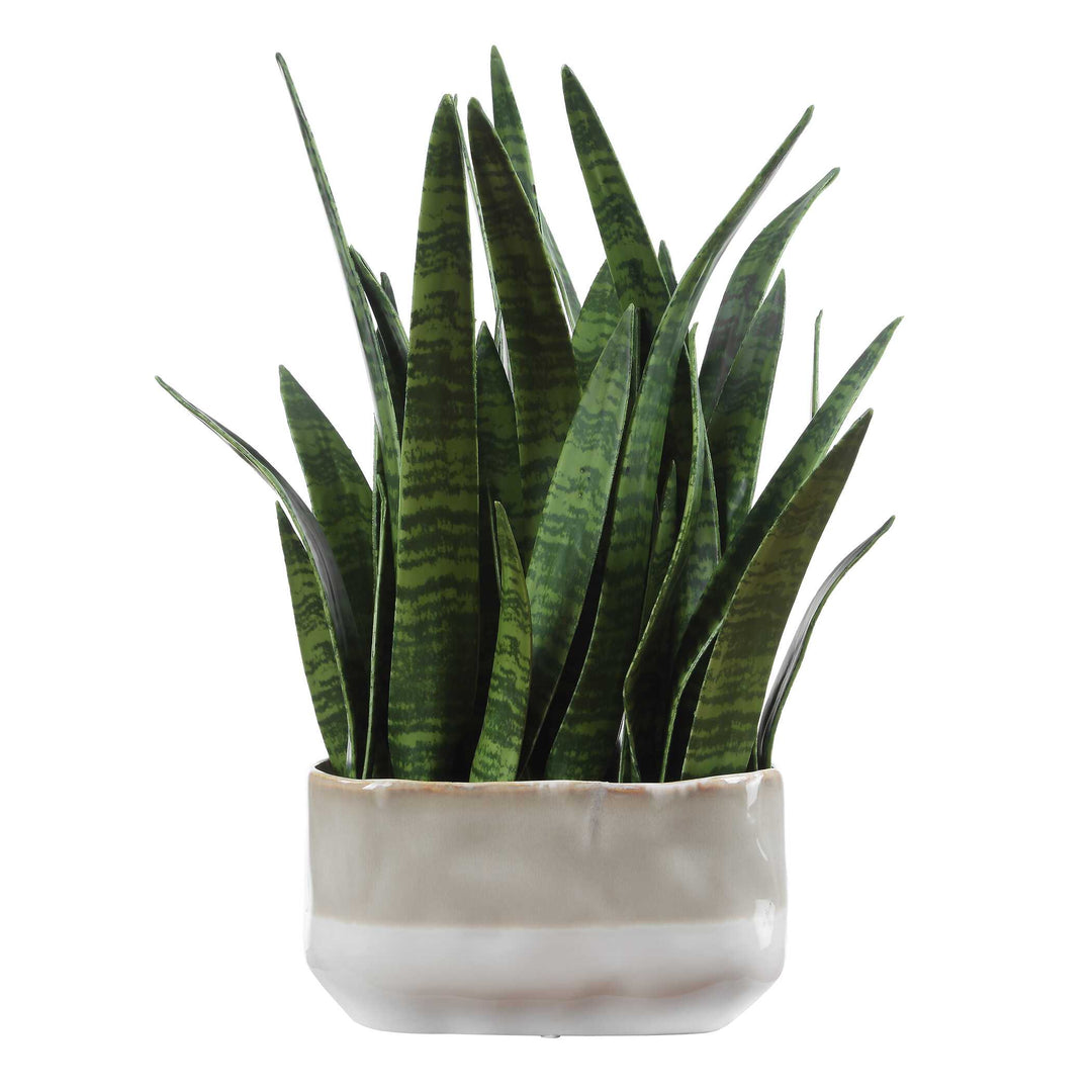 Sansera Snake Accent Plant