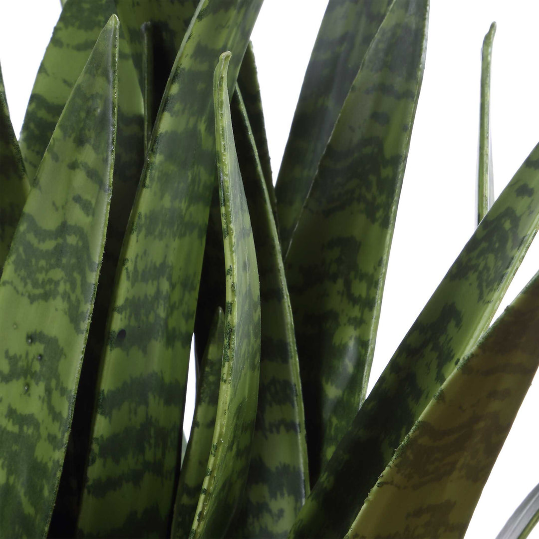 Sansera Snake Accent Plant