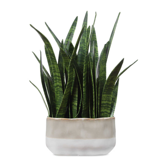 Sansera Snake Accent Plant