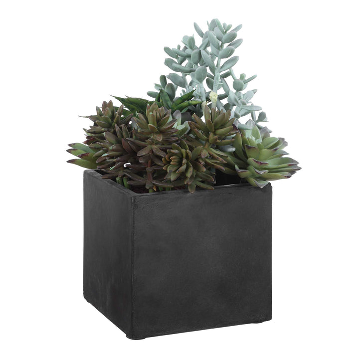 Greystone Indoor-Outdoor Succulent