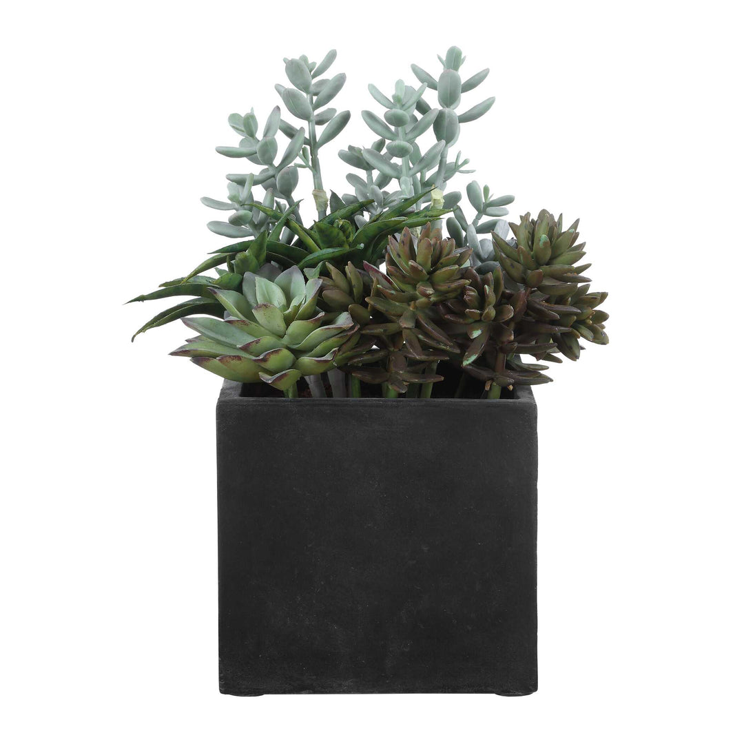Greystone Indoor-Outdoor Succulent