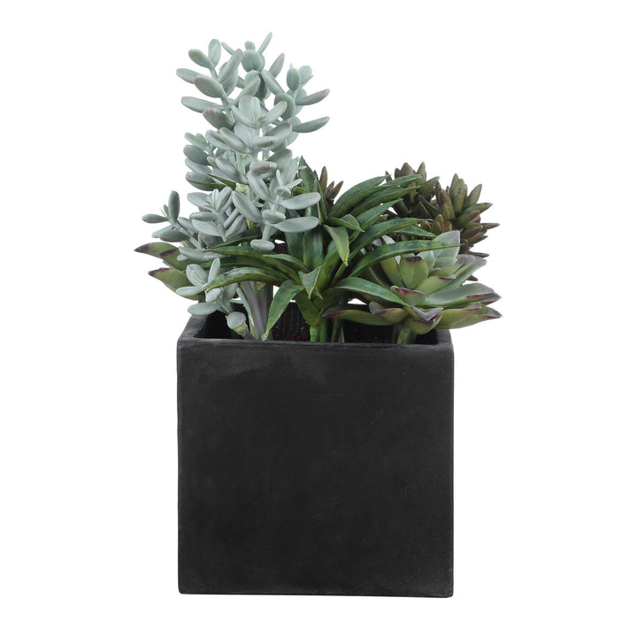 Greystone Indoor-Outdoor Succulent