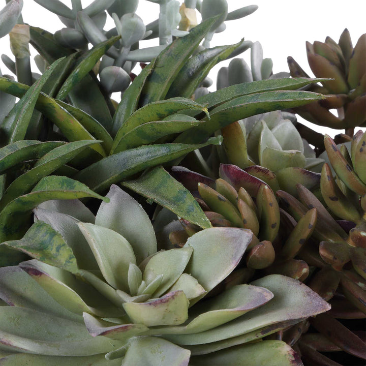 Greystone Indoor-Outdoor Succulent