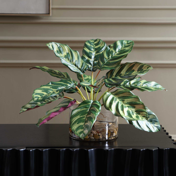 Peacock Plant Accent