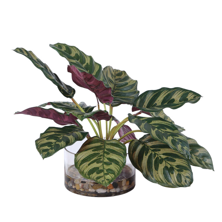 Peacock Plant Accent