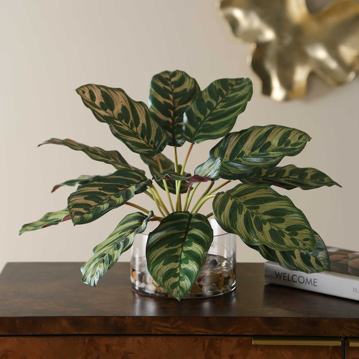 Peacock Plant Accent