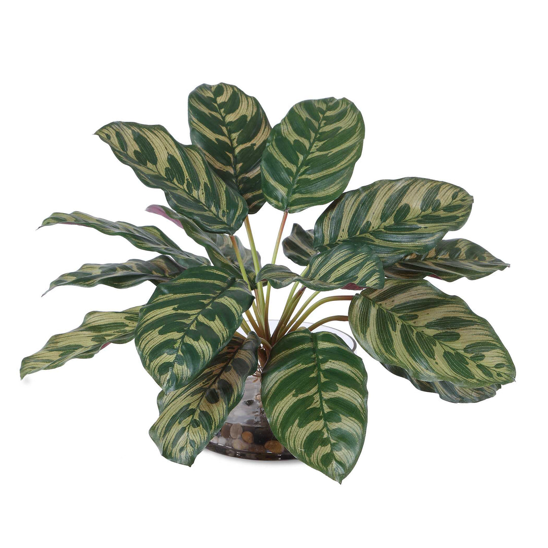 Peacock Plant Accent