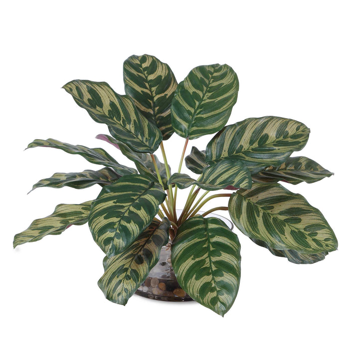Peacock Plant Accent