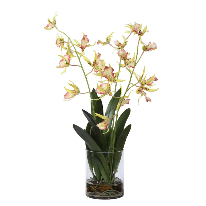 Spider Orchid in Glass Vase