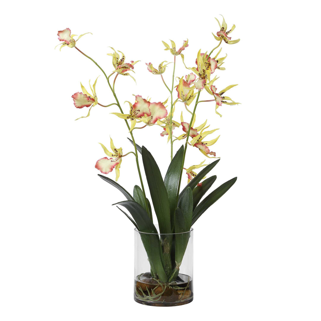Spider Orchid in Glass Vase
