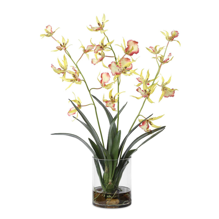 Spider Orchid in Glass Vase