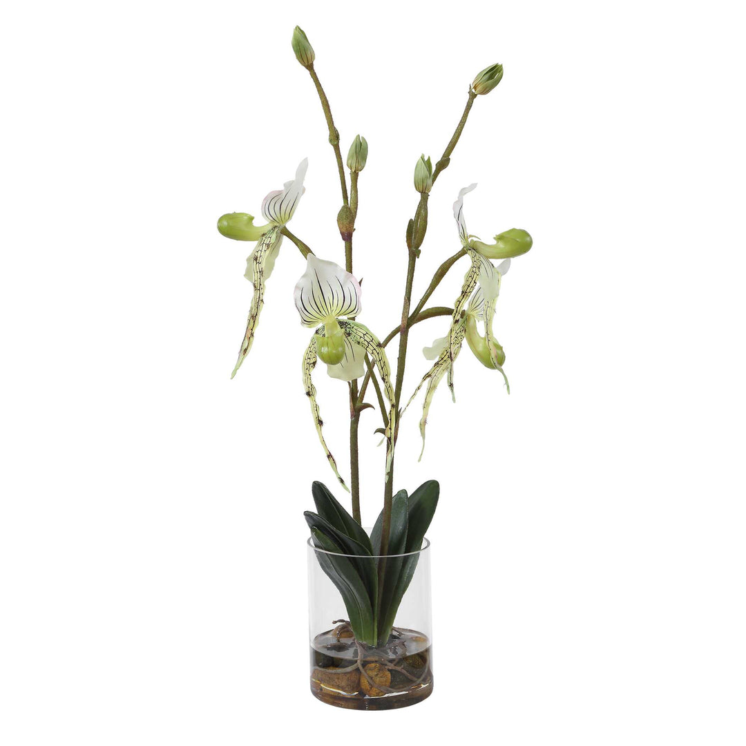 Lady Slipper Orchid in Glass Vase