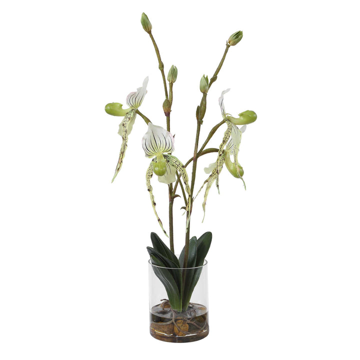 Lady Slipper Orchid in Glass Vase