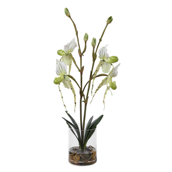 Lady Slipper Orchid in Glass Vase