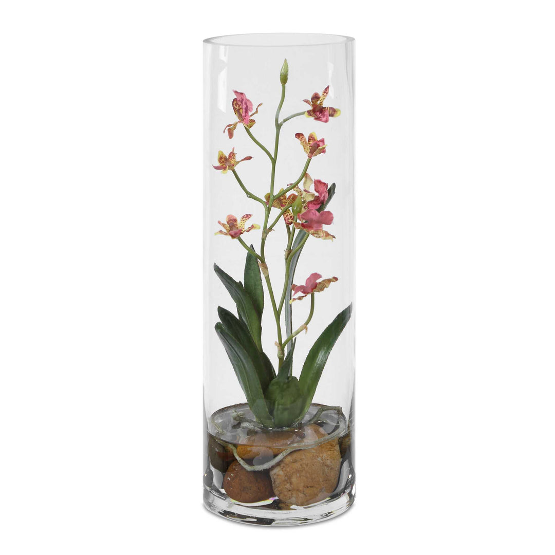 Mariposa Pink Orchid