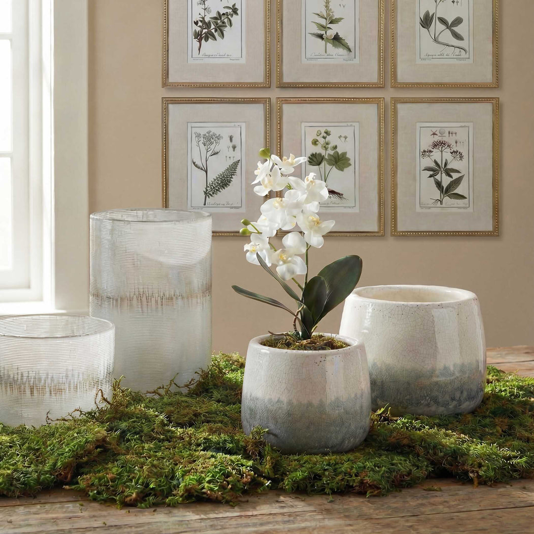 Laris Orchid Drop-In