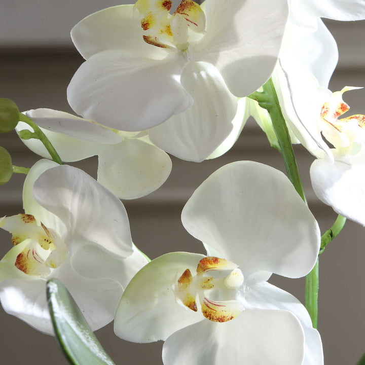 Laris Orchid Drop-In