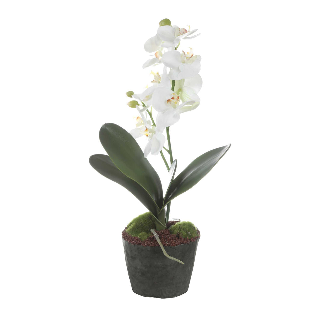 Laris Orchid Drop-In