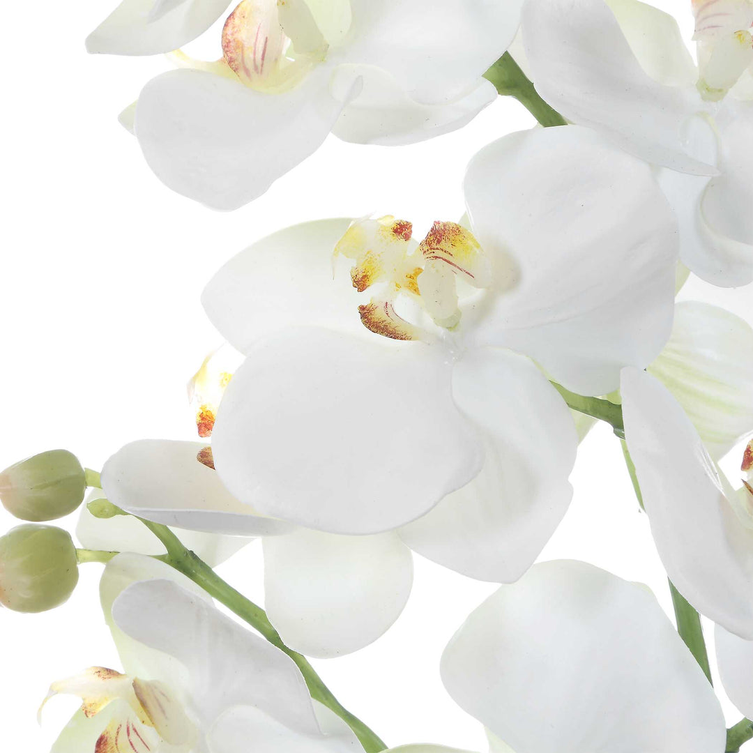Laris Orchid Drop-In