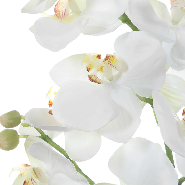 Laris Orchid Drop-In