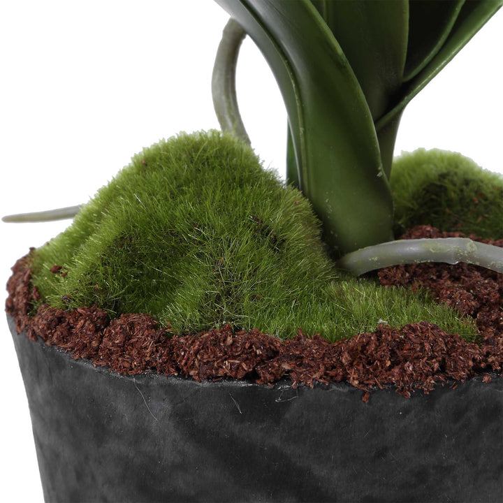 Laris Orchid Drop-In