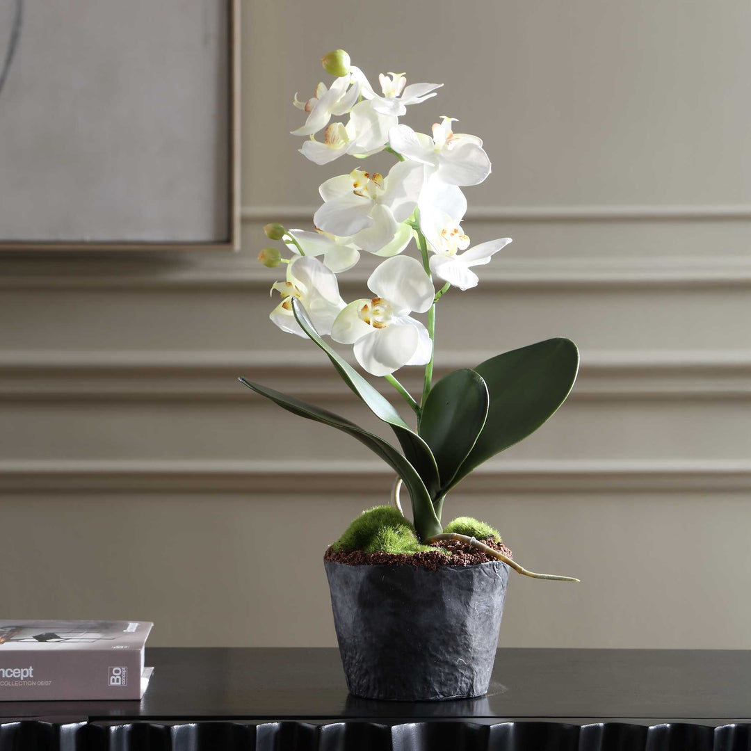 Laris Orchid Drop-In