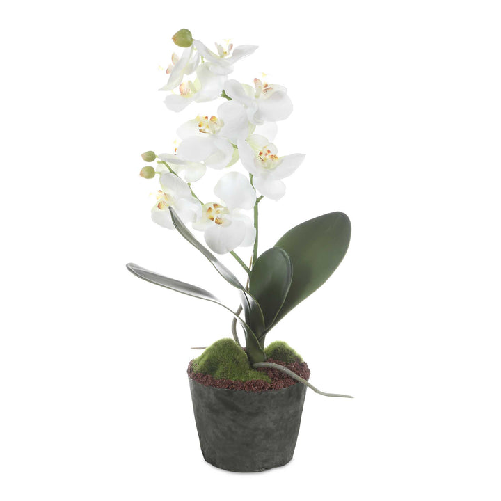 Laris Orchid Drop-In