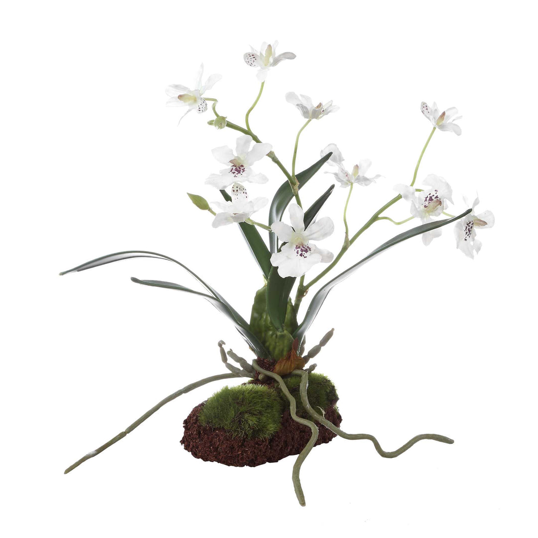 Clovis Orchid Drop-In
