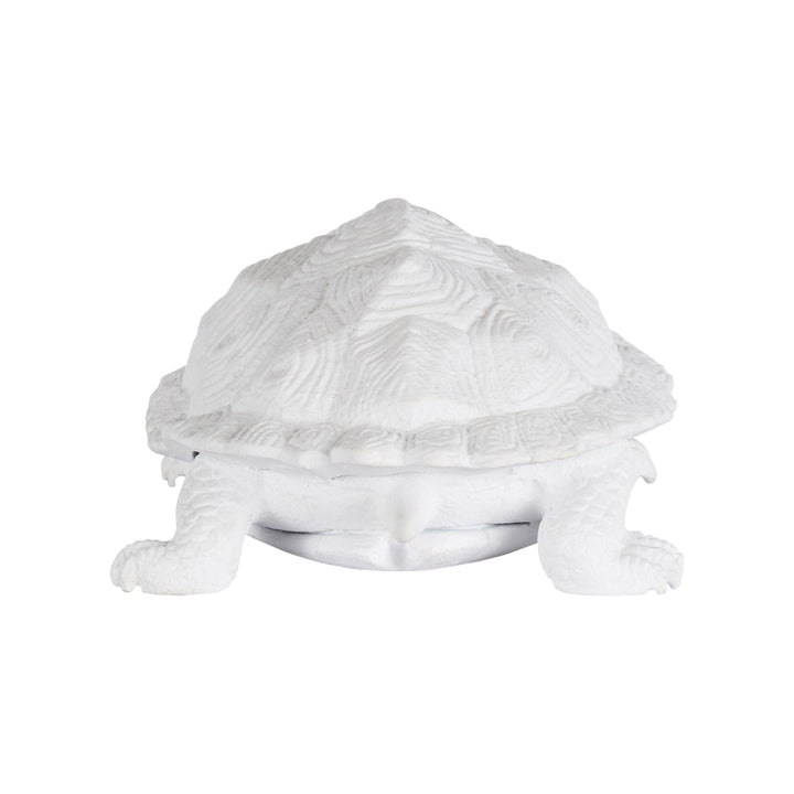 Turtle  - C10545