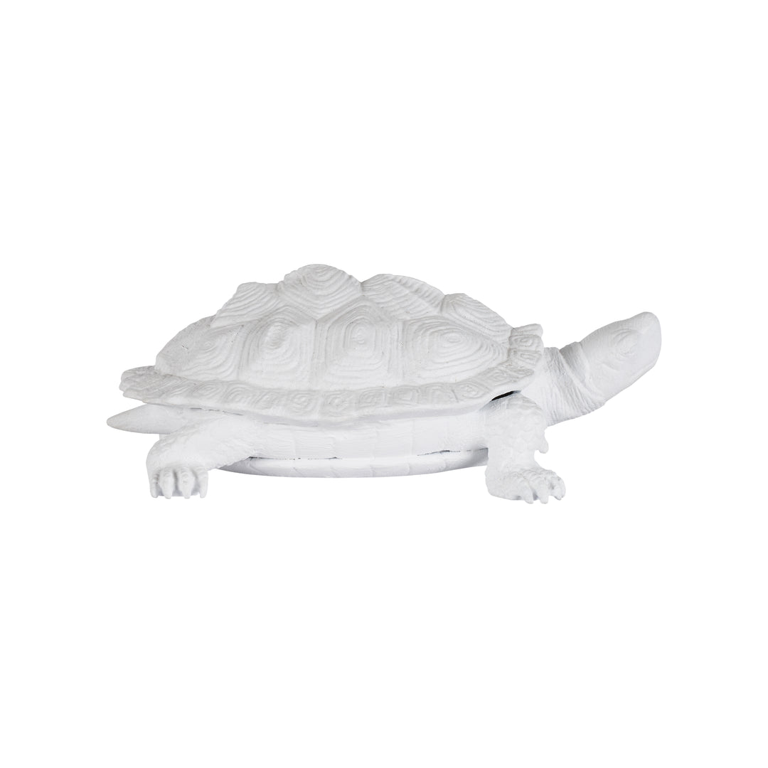 Turtle  - C10545