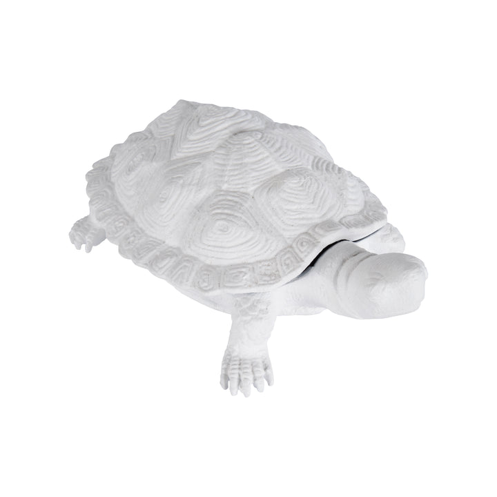 Turtle  - C10545