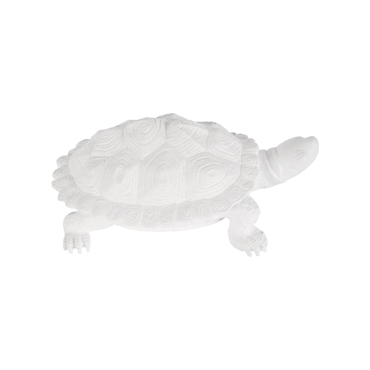Turtle  - C10545