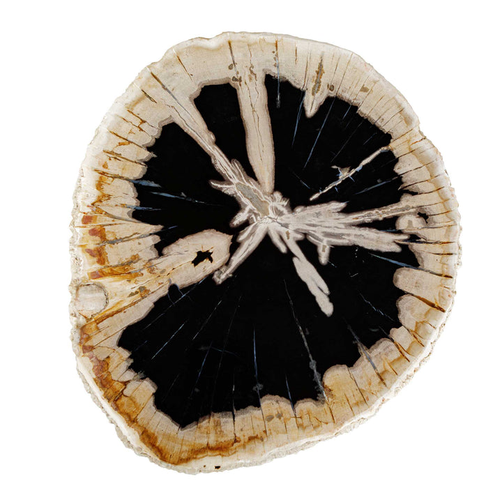 Arco Petrified Wood Top Accent Table