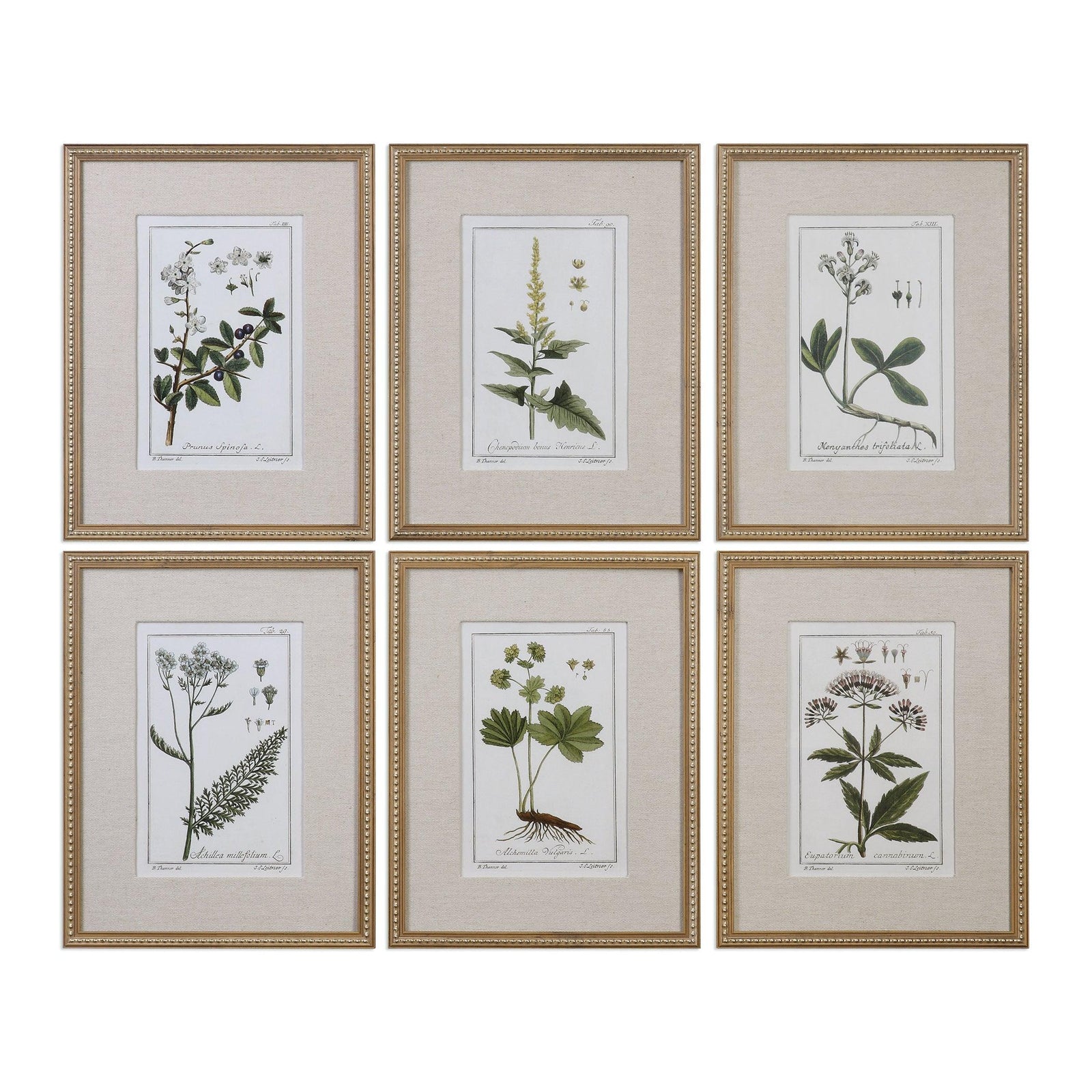 Uttermost GREEN FLORAL BOTANICAL STUDY PRINTS SET OF 6 WALL ART