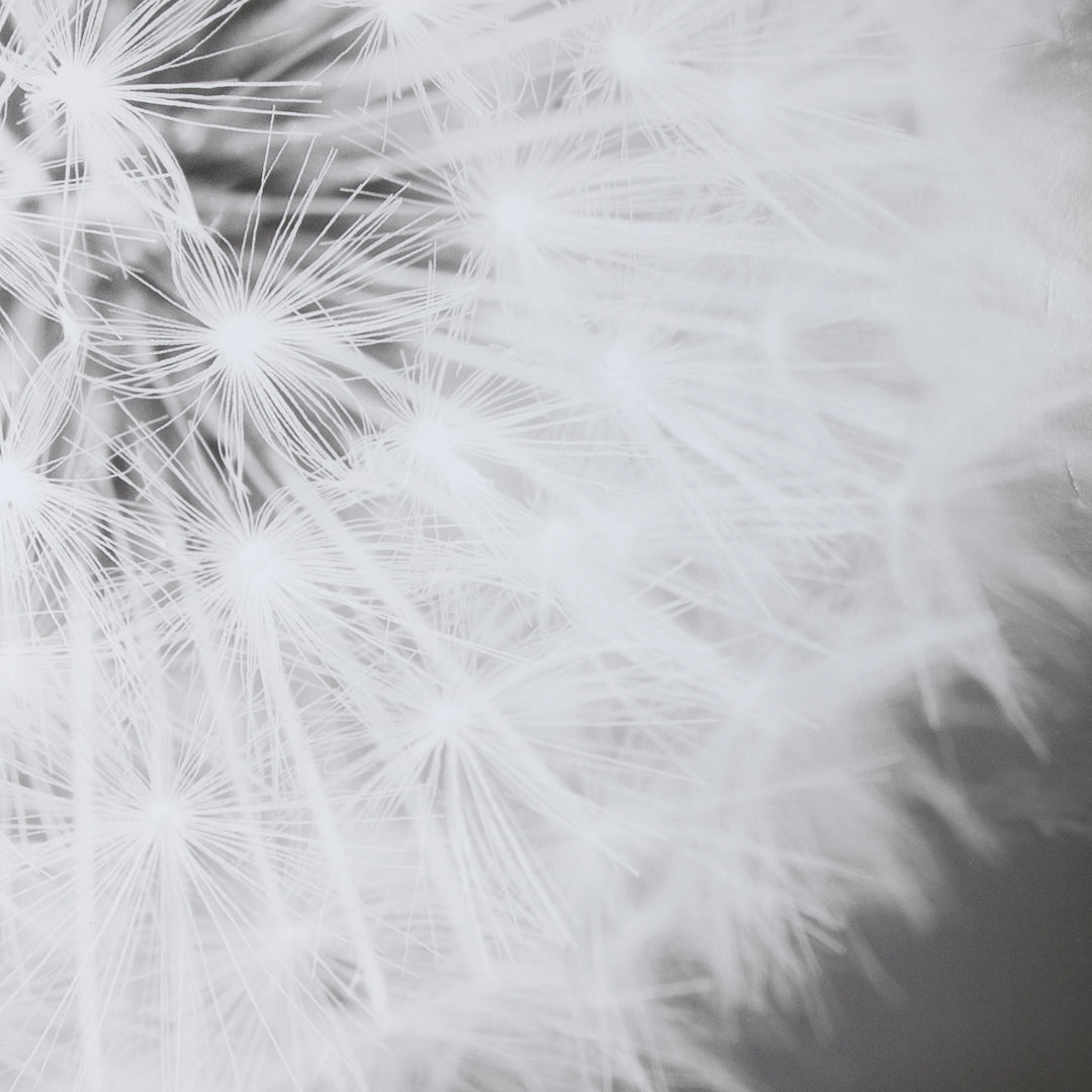 DANDELION SEEDHEAD FRAMED PRINT - AmericanHomeFurniture