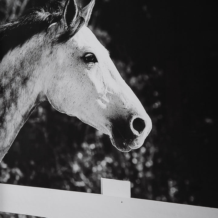 Galloping Forward Equine Prints