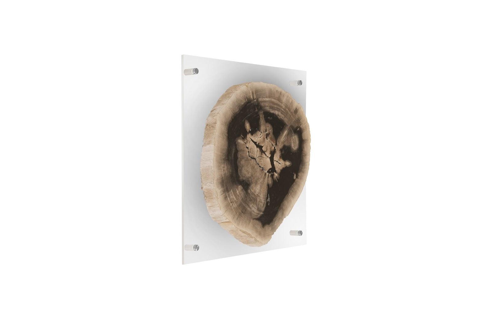 Phillips Collection Floating Petrified Slice Wall Art, Assorted WALL ACCENTS