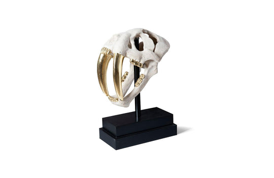 Phillips Collection Saber Tooth Tiger Skull, Roman Stone DECORATIVE OBJECTS