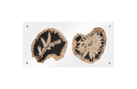 Phillips Collection Floating Petrified Double Slice Wall Art WALL ACCENTS